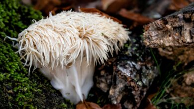 Lion’s Mane Mushrooms: Potential Benefits, Side Effects, and Supplements