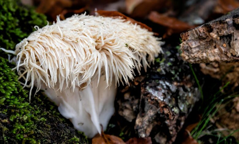 Lion’s Mane Mushrooms: Potential Benefits, Side Effects, and Supplements