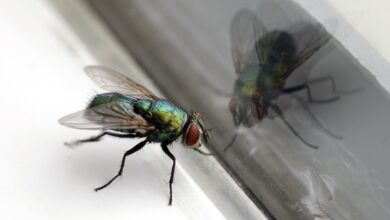 Pest control professional shares how to banish pesky flies from your home with a 30p hack