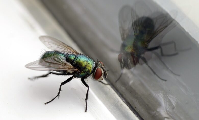 Pest control professional shares how to banish pesky flies from your home with a 30p hack