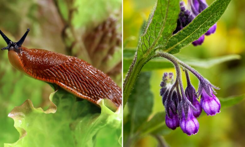 The £2.99 plant that’s a slug magnet and stops them nibbling on your flowers