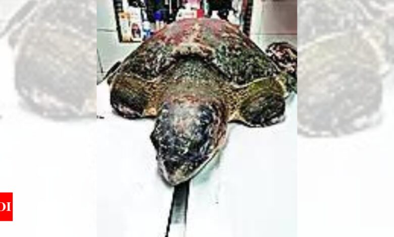 Turtle Gets New Luck After Super Glue Surgery | India News – Times of India