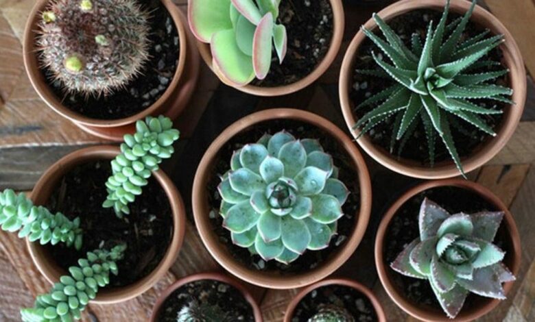 10 Best Places to Buy Plants Online for 2024