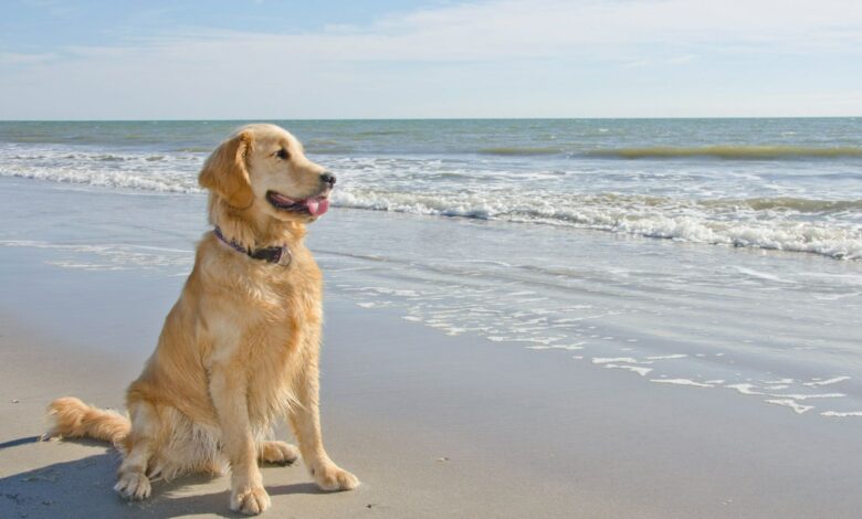 6 Hidden Dangers of Taking Dogs to the Beach, According to Vets, That Could Lead to Death