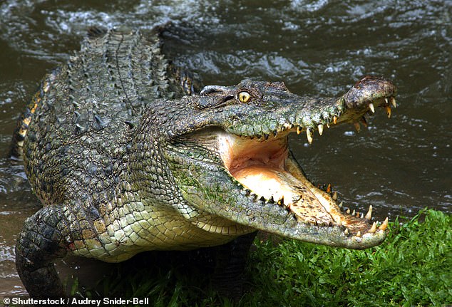 Cooktown, Queensland: Horror: Man presumed dead after crocodile attack in front of his children