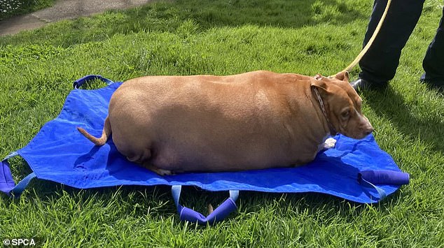 Auckland woman jailed for two months after failing to care for her dog who was so obese he couldn’t move