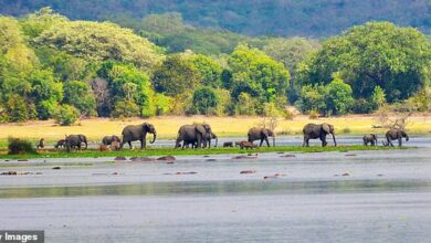 The ‘Big Five’ and snorkeling-loving elephants: Inside East Africa’s Murchison Falls Game Reserve, where safaris are ‘cheaper’ but still teeming with wildlife