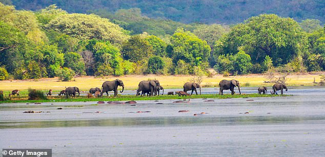 The ‘Big Five’ and snorkeling-loving elephants: Inside East Africa’s Murchison Falls Game Reserve, where safaris are ‘cheaper’ but still teeming with wildlife