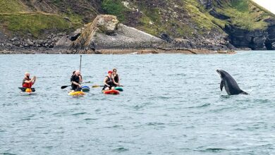 Moment paddleboarders are left open-mouthed after playful dolphin surfaces just metres away from the group on the Welsh coast