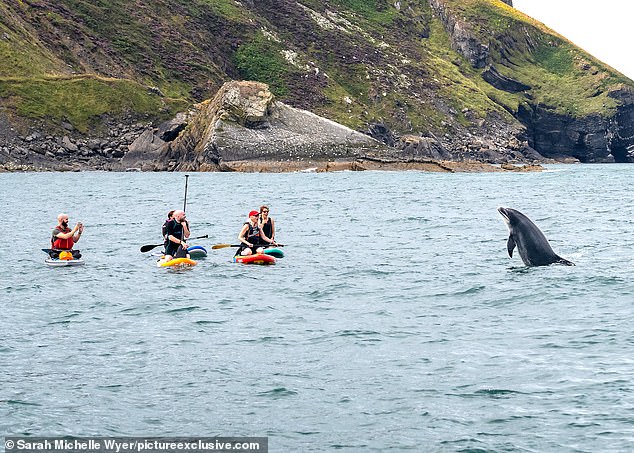 Moment paddleboarders are left open-mouthed after playful dolphin surfaces just metres away from the group on the Welsh coast