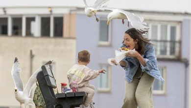 Sandwich shop introduces £1 ‘seagull insurance’ for customers after greedy dive bombers steal ’30 toasties a day’ from hungry seaside tourists