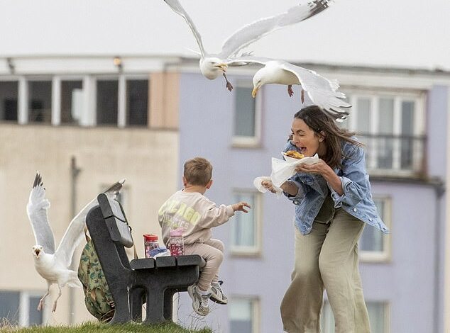 Sandwich shop introduces £1 ‘seagull insurance’ for customers after greedy dive bombers steal ’30 toasties a day’ from hungry seaside tourists