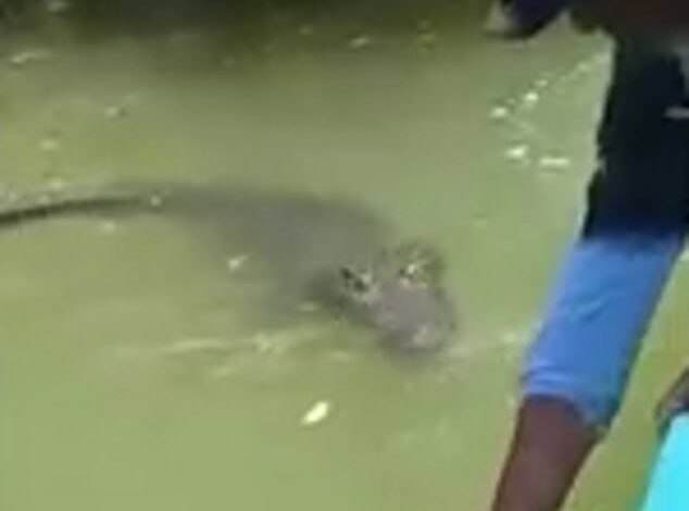 Tour guide puts terrified holidaymakers in grave danger by grabbing huge crocodile by vulnerable body part