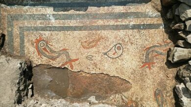 ‘An aquarium frozen in stone’: Stunning 2,000-year-old mosaic of dolphins and fish discovered at Wroxeter Roman City in Shropshire