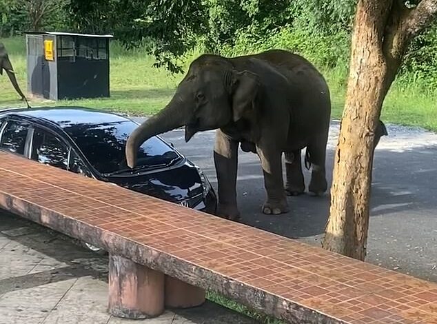 Instant CAR-ma! Hungry Elephant Attracted by BBQ Smell Overturns Family’s Vehicle in Karma Act After Breaking Campsite Cooking Rules