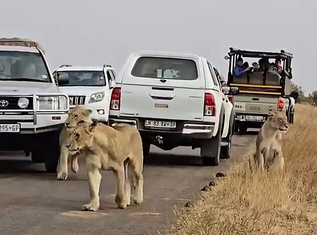 Shocking moment: Driver drives his truck into a LION crossing the road so he can pass