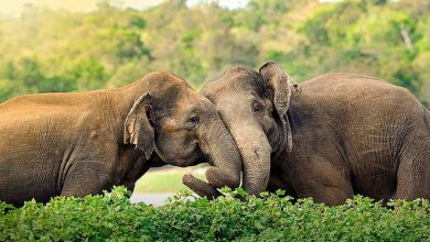 As Sri Lanka’s spectacular east coast finally opens up, you can discover big game and ancient treasures on an island full of wild wonders