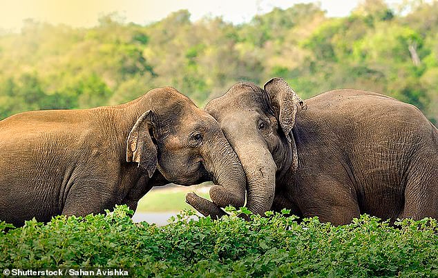 As Sri Lanka’s spectacular east coast finally opens up, you can discover big game and ancient treasures on an island full of wild wonders