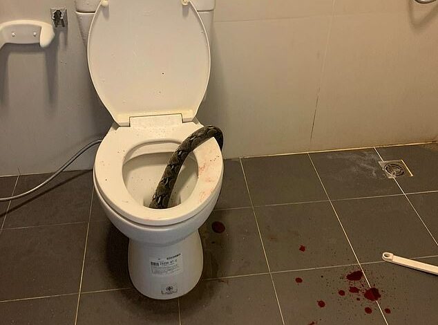 Thai man bitten in testicles by python while sitting on toilet, leaving his bathroom covered in blood