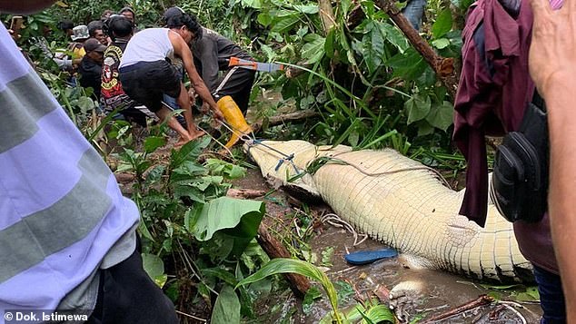 Shocking moment: Woman’s remains found inside 12-foot crocodile after beast drags her away and eats her while she was washing pots in Indonesian river