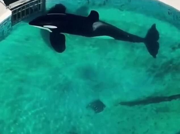 Heartbreaking time-lapse video shows ‘world’s loneliest orca’ staring motionless at his tank gate for ’24 hours’ in Argentine aquarium