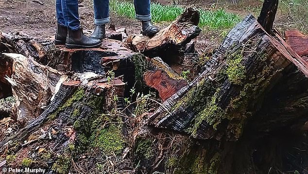 Ferguson Valley, WA: Outrage After 800-Year-Old Tree Beloved by Tourists Is Cut Down in Minutes: ‘Hollowed Out’