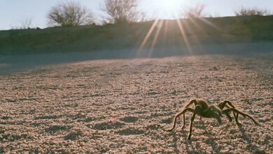 Thousands of tarantulas on the move in three US states in massive search for mates