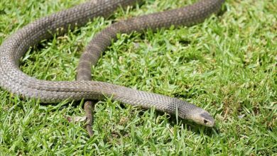 Urgent warning for Australians as unusually warm weather heralds early ‘snake season’