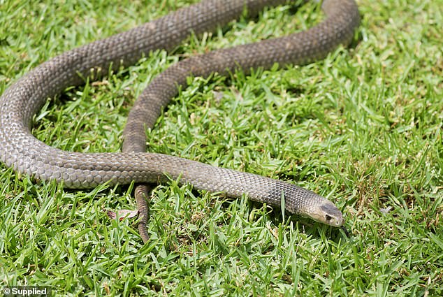 Urgent warning for Australians as unusually warm weather heralds early ‘snake season’