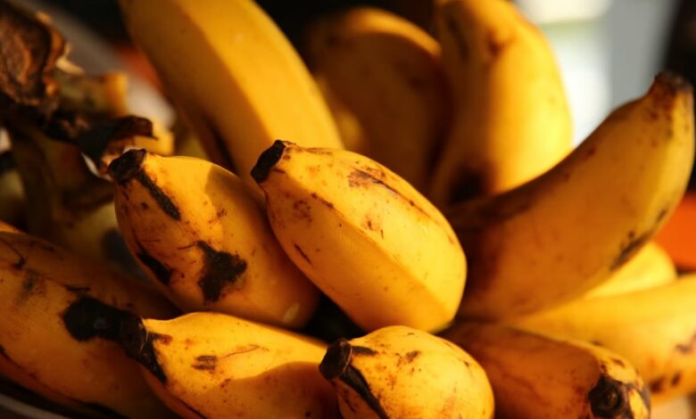 Banana apocalypse could be averted thanks to genetic breakthrough