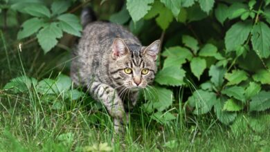 Cats took over my garden and pooped everywhere – 99p hack banned