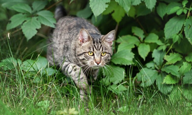 Cats took over my garden and pooped everywhere – 99p hack banned