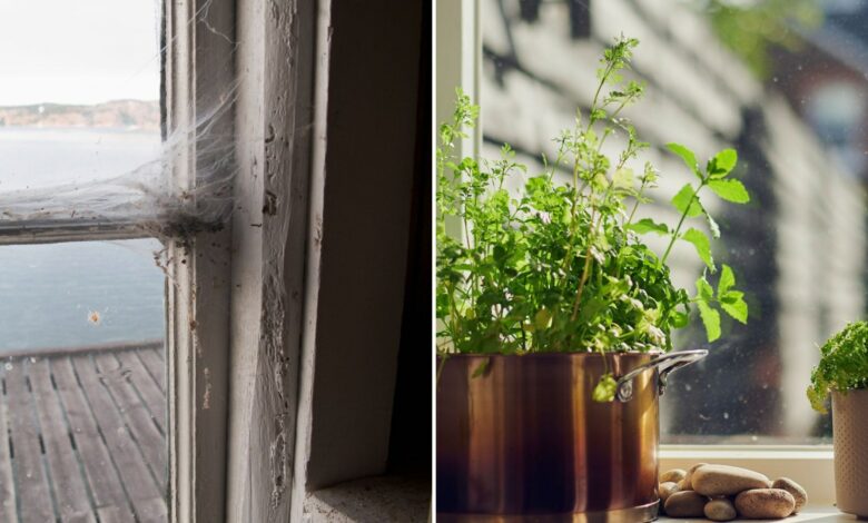 Cobwebs cover my windows – people swear by a £1 Asda purchase to chase them away