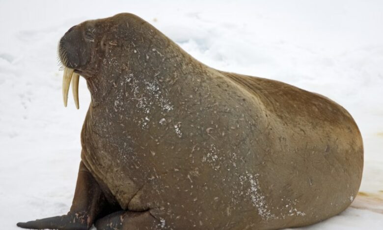 Extinct Walrus-Like Mammal Discovered in Atlantic Ocean, Provides New Insights