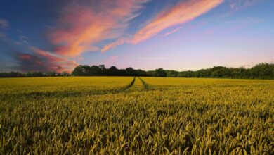 Farmers rely on connectivity and data to support a growing population