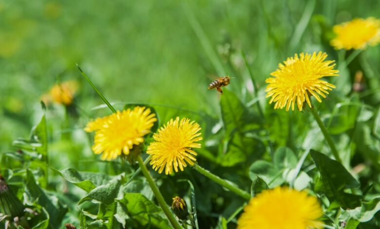 Garden gurus share £4.50 B&Q purchase to get rid of dandelions for good