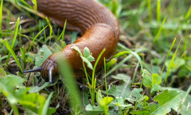 Gardener Reveals Cheap Standard Trick to Repel Slugs