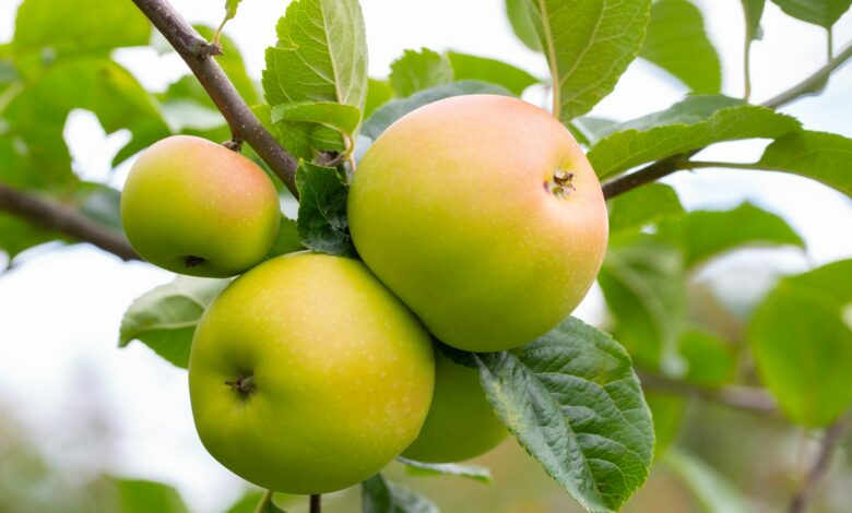 Gardeners’ World legend has apple named after him in touching tribute from friends