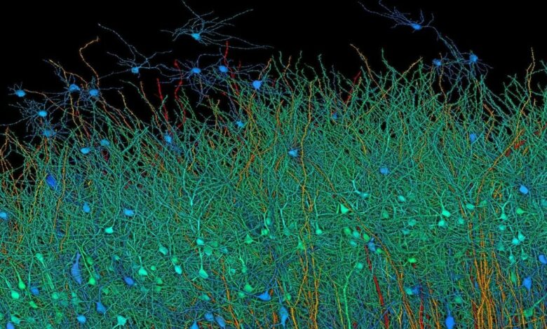 Google and Harvard Achieve Unprecedented Map of Human Brain