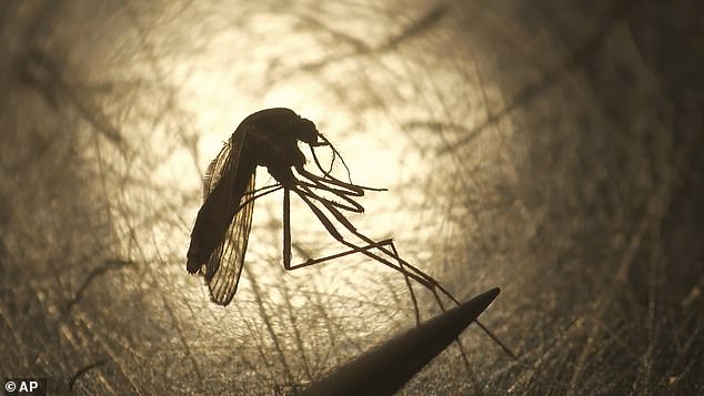 Health Alert: New Hampshire Man Dies From Mosquito-Borne Brain Swelling Virus