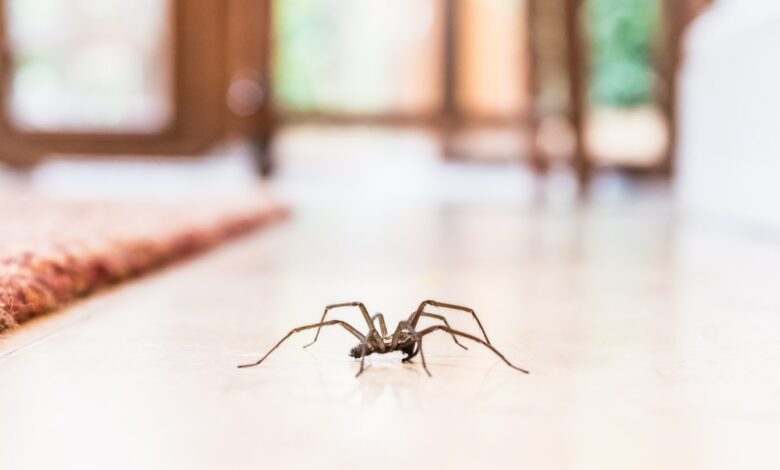 How to Keep Creepy Crawlies From Invading Your Home with a 30-Cent Fruit Basket