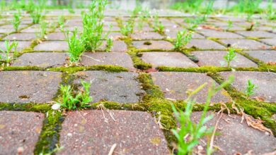 How to remove moss and weeds from your patio in minutes with a £3 purchase from Sainsbury’s