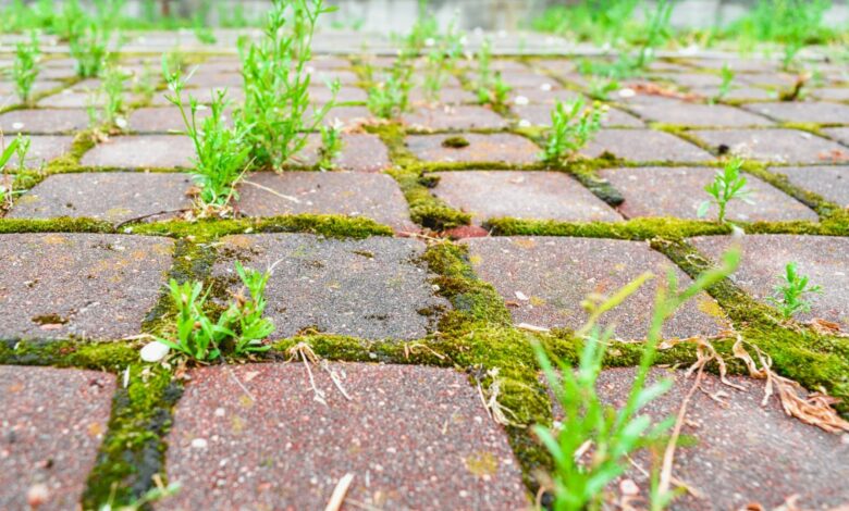 How to remove moss and weeds from your patio in minutes with a £3 purchase from Sainsbury’s