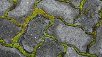 I am a paving professional and you need to stop using vinegar on moss – try a 59p Savers buy