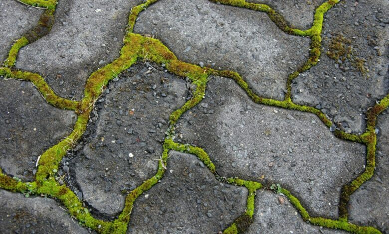 I am a paving professional and you need to stop using vinegar on moss – try a 59p Savers buy