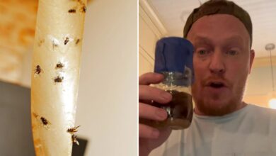 I have found a 3 ingredient recipe that repels flies – a £2.55 portion will last for years