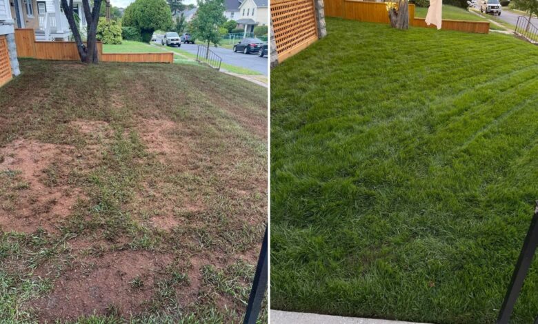 I transformed my lawn in less than a month – results were visible after just 7 days