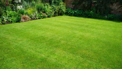 I’m a Gardening Professional – The Task You Need to Do Now to Make Your Lawn Survive Fall