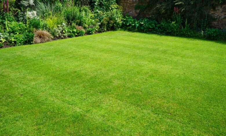 I’m a Gardening Professional – The Task You Need to Do Now to Make Your Lawn Survive Fall