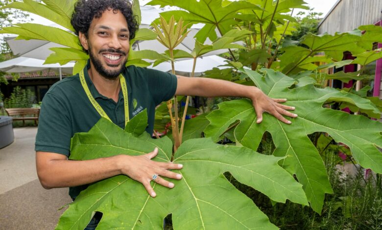 I’m a Master Gardener – How Our Outdoor Space Helps With Severe Back Pain